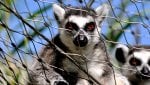 monkey_3840_2160.jpg