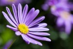 DSC_4763.jpg