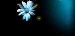 flower.jpg
