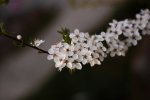 DSC_9179.jpg