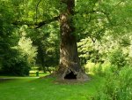 Baum.jpg