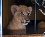 LionCub002.jpg
