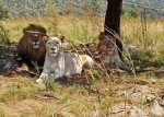 lion0007.jpg