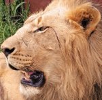 lion0001.jpg