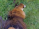 lion0002.jpg