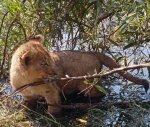 LionCub004.jpg