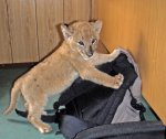 LionCub001.jpg