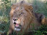 lion0005.jpg