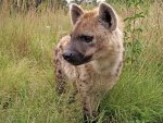 hyena005.jpg