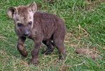 hyena001.jpg