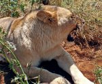 lion0011.jpg