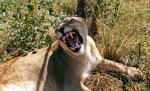 lion0012.jpg