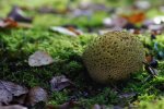 DSC_5935.jpg