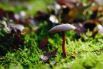 DSC_5937.jpg