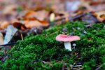DSC_5940.jpg