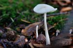 DSC_5941.jpg