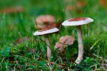 DSC_5945.jpg