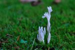 DSC_5950.jpg