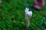 DSC_5952.jpg
