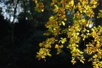 DSC_5982.jpg