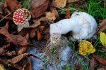 DSC_6028.jpg