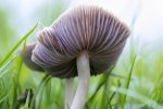 Pilz.JPG