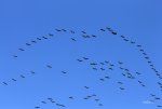 FlyPic.jpg