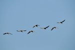 DSC_6075.jpg