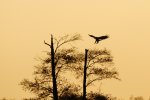 DSC_6084.jpg