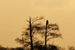 DSC_6088a.jpg