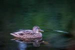 DSC_6109.jpg