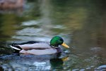 DSC_6126.jpg