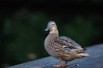 DSC_6130.jpg