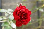 DSC06945_900.jpg