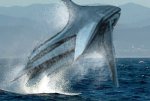 BanuWhaleJump.jpg