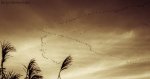 blistering birds.jpg