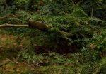 DSC_0043Crop.jpg