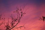 IMG_4042.JPG