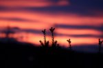 IMG_4046.JPG