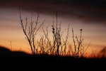 IMG_4229.JPG