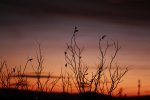 IMG_4230.JPG