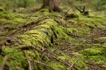 Wald2.png