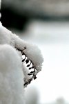 DSC_0024_s.jpg