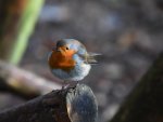 DSC_0032.jpg