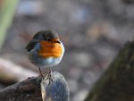 DSC_0034.jpg