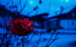 1_Österreich_Winter_2014_Blume.jpg