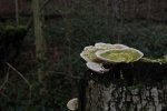 IMG_1089.JPG