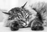 Tiger 04.01.2015 SW.JPG