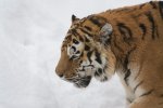 DSC_5216.jpg
