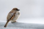 DSC_5249.jpg